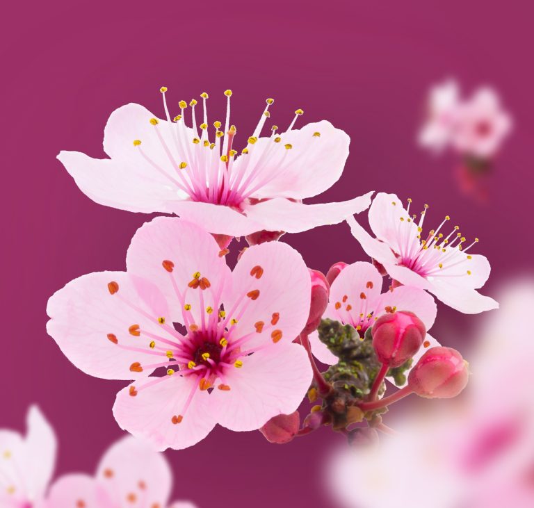 Support DEI in the Workplace with Confetti’s AAPI Heritage Month